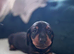 PRA clear Miniature Dachshund Boys.