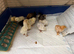 Unsexed cross breed chicks £6 each