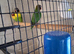 Lovebird