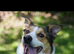 7 year old, Male, Mixed Breed
