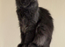 Maine Coon Kittens