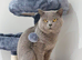 British shorthair kittens 5