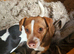 Jack Russell