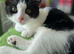 Last adorable kitten girls looking for a home