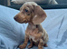 Miniature Dachshund Puppies Ready for Their Forever Homes!