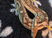 Proven, RTB and adult royal pythons