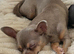 Female Chihuahua