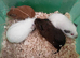 Female Guinea pigs