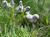 Lavender pekin chicks 5.5 weeks old