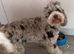 READY NOW Beautiful Litter of Cockapoo Puppies