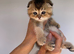 PUREBRED SCOTTISH FOLD KITTENS