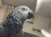 15 year old African grey