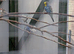 Budgies yellow faced blue cock and blue pied hen this year's birds.