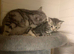 BSH Silver X bundles of love