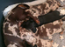 Miniature dachshund