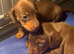 Miniature dachshunds