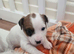 Jack ruussell puppies