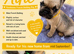 BEAUTIFUL KC FRENCH BULLDOG PUPPIES