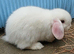 Mini lop boy white with boy eyes 8 weeks