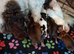 AMAZING full breed KC registered Havanese puppies