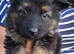 Kennel Club German Shepherd Puppies