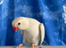 Beautiful white & blueish IRN parakeet