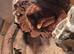 Corn snake and vivarium for sale