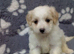 Maltipoo puppy.