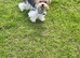 Tiny Biewer terrier puppies