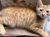 Gorgeous 11 Week Mix Breed Kittens