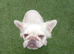 Female French bulldog