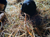 Baby guinea pigs for sale