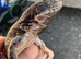 BREEDING PAIR OF SPINEY TAILED IGUANAS