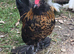 Barbu D'uccle Rooster