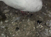 Beautiful Array of Pouter and horseman birds