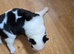 SIBERIAN HUSKY PUPS 1X MALE, 4 X FEMALE