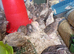 Pol quail