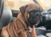 English bulldogs