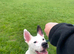 Ozzie is looking for a furever home