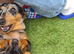 Dappled dachshund for 5* home