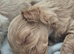 Maltipoo Puppies