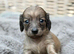 KC reg, English cream Miniature Dachshund puppies