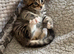 Maine coon x bengal kittens