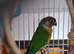 Proven Breeding Pair of Green Cheek Conures (Cage Available)
