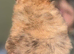 Rare! Merle Pomeranian puppies