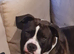 American bully