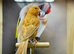 Red mosaic canary