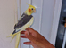 Super Tamed baby Cockatiel for sale