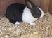 Baby Dutch comes with indoor cage