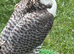 Peregrine x gyr/saker male